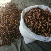 کنگا. خرما خشک