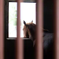 کار در باشگاه سوارکاری