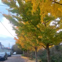 320متر-مسکونی