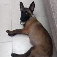 فروش یک قلاده سگ|سگ|کرج, گوهردشت|دیوار