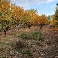 باغ و گلخانه|فروش دفتر صنعتی، کشاورزی، تجاری|سنندج, |دیوار