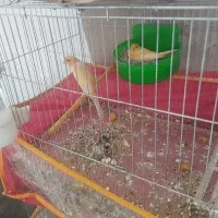 سهره خاکی مست کلامگو دهن هزار میزنه