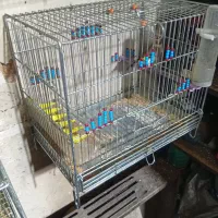 سهر رسمی|پرنده|شهرضا, |دیوار