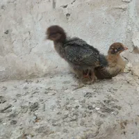 جوجه ی ماهه|حیوانات مزرعه|بهبهان, |دیوار