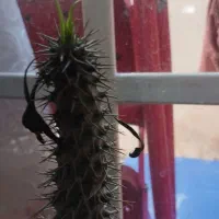 نخل ماداگاسکار|گل و گیاه طبیعی|خلیفان, |دیوار