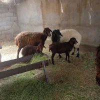 گوسفند و میش