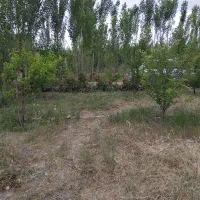 کاشت گل تعویض خاک گلدان هرس انواع درخت|خدمات باغبانی و درختکاری|اردبیل, |دیوار