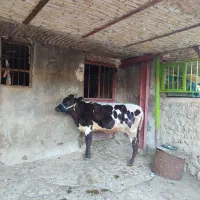 گاو و گوساله ماده زا اول سه شیره