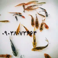 ماهی قرمز کوچیک و بزرگ و ماهی کوی و غذای ماهی