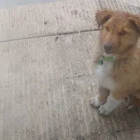 سگ -نگهبان-باهوش