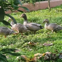 اردک مرغابی|حیوانات مزرعه|رشت, حافظ آباد|دیوار