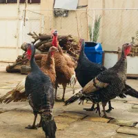 بوقلمون امریکایی|حیوانات مزرعه|اهواز, آریاشهر|دیوار