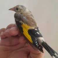 فروش دوعد سهره