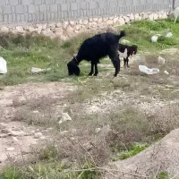 بز با یک کره البته دوتا کره دوغولو بوده