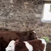 گوساله نیست ثبت نام