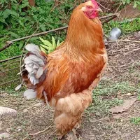 خروس برهما(امپراطور)