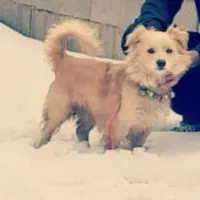 سگ نژادپاکوتا|سگ|اراک, |دیوار