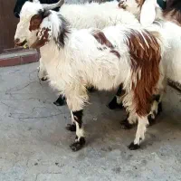 دوتا بره و سه تا بزغاله نر در خونه ای|حیوانات مزرعه|زاهدان, |دیوار