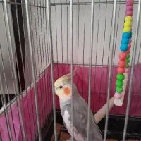 عروس هلندی نر بالانه