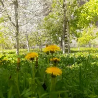 باغچه سرسبز