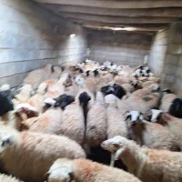 بره گوسفند بومی چاق درجه یک|حیوانات مزرعه|شاهینشهر, گرگاب|دیوار