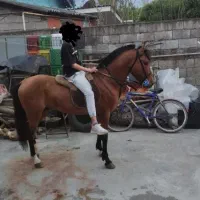 اسب کاری باری سواری