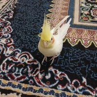عروس هلندی|پرنده|محمدشهر, محمدشهر|دیوار