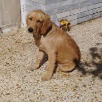 واگذاری گلدن 7ماهه.ماده