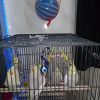 قفس پرنده طوطی هندی قناری عروس هلندی نر ماده