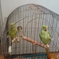 طوطی ملنگو نروماده|پرنده|شیراز, جوادیه|دیوار