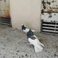 نر و ماده طوقی|پرنده|شیراز, شهرک صنعتی شیراز|دیوار