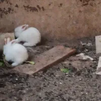 بچه خرگوش|موش و خرگوش|سبزوار, جنت|دیوار