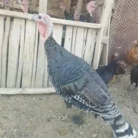 بوقلمون ماده