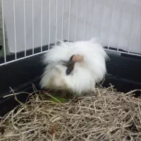 خوکچه هندی فشن|موش و خرگوش|تهران, شمشیری|دیوار