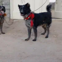 سگ گمشده ده ملیون مژدگانی اصفهان