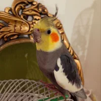 عروس هلندی سیامون بالغ