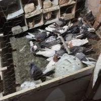 کبوترشازده وابلغ
