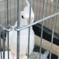 عروس هلندی|پرنده|صباشهر, |دیوار