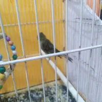 یه قناری نر