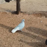 چند عدد کبوتر عالی جنس