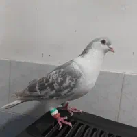 ساده پولک