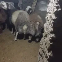 بره نر|حیوانات مزرعه|طرقبه, |دیوار