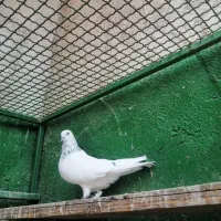 شیخ ابری|پرنده|بندر ماهشهر, |دیوار