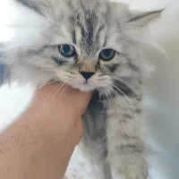 توله پرشین کلاسیک|گربه|شیراز, شهرک گلستان|دیوار