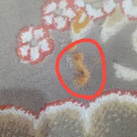 فرش|فرش|تهران, هفت حوض|دیوار