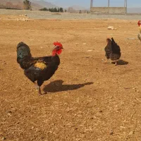 فروش خروس اصل اصل  محلی گلین