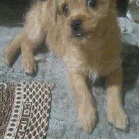 سگ حرف گوش کن مادر وطوله اش باهم