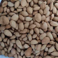 خریداربادام بصورت نقدی به بالاترین قیمت روز|خدمات باغبانی و درختکاری|ارزوئیه, |دیوار