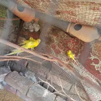 مرغ عشق|پرنده|خاش, |دیوار