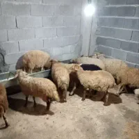 فروش گوسفند، بره